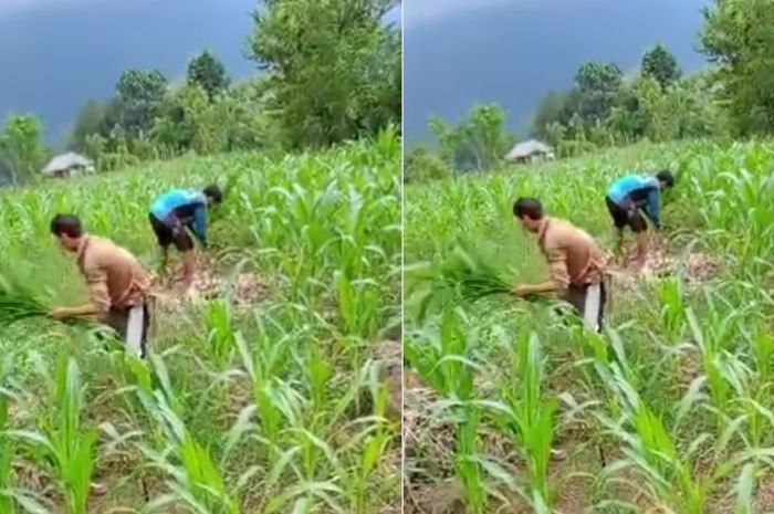 Diduga Harga Pupuk Mahal Petani Di Gowa Babat Tanaman Jagung Ntvnews Id