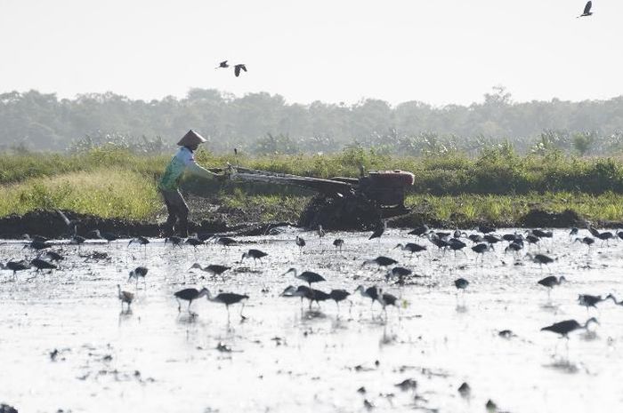 Kementan Gandeng TNI AD Kawal Program Swasembada Pangan Di 12 Provinsi