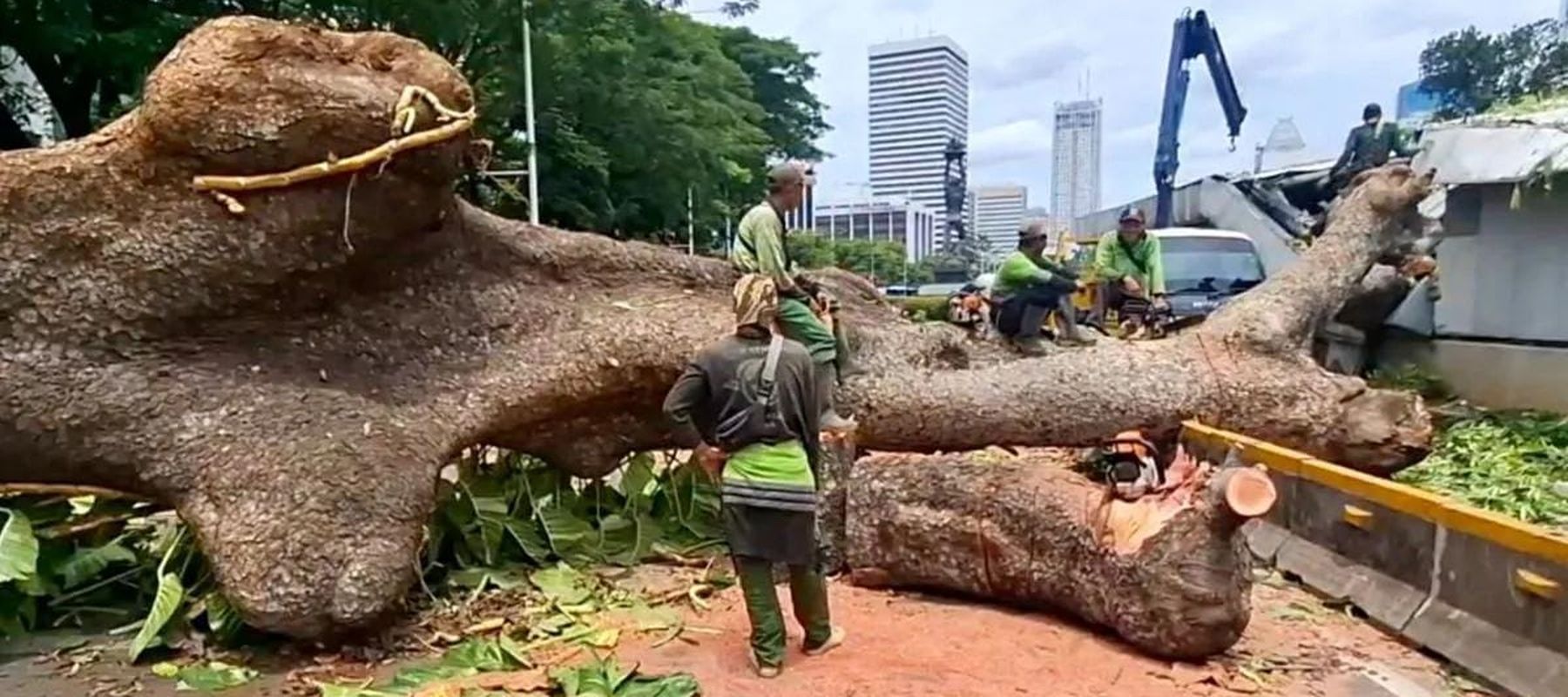 Pohon tumbang di Jalan Sisingamangaraja, tepatnya di depan gedung Caraka Loka Kementerian Luar Negeri (Kemlu), Gunung, Kebayoran Baru, Jakarta Selatan, Kamis 20 November 2025. ANTARA/Luthfia Miranda Putri.