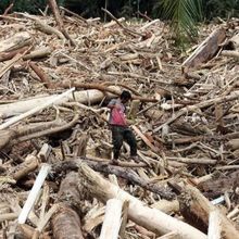 Polri-Kemenhut Telusuri Kayu Gelondongan Terseret Banjir di Sumatera