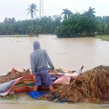Pemkab Aceh Timur: 11.010 Hektare Sawah Terendam Banjir