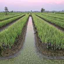 Jelang Idul Adha, Kementan Jaga Pasokan Bawang Merah Nasional