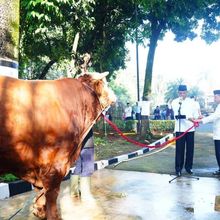 Mabes TNI Gelar Shalat Idul Adha dan Sembelih 20 Ekor Sapi Kurban