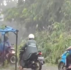 Pohon Tumbang di Jalan RE Martadinata Ciputat, Lalu Lintas Macet