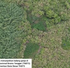 Viral Ada 59 Titik Ladang Ganja di Kawasan Gunung Bromo, Pantas Dilarang Terbangin Drone