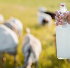 Manfaat Susu Kambing: Khasiat, Nutrisi, dan Kenapa Anda Harus Mencobanya
