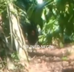 Petik Kopi di Kebun, Nenek di Lampung Tewas Diserang Beruang