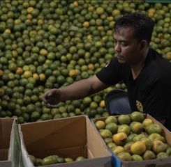 Pedagang Jeruk di Pasar Gede Solo Raup Cuan Sejak Ada MBG, Penjualan 7 Ton Sehari!