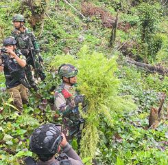 TNI Bongkar Ladang Ganja Siap Panen di Papua