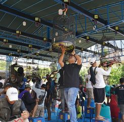 Kicau Mania!!! Industri Burung Kicau Bernilai Fantastis Tembus Rp2 T per Tahun