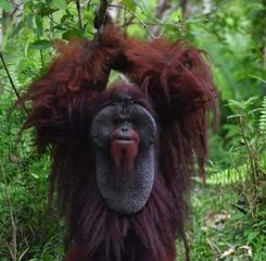 Menhut Siapkan Kawasan Preservasi 87 Ribu Hektare untuk Lindungi Habitat Orangutan di Kaltim