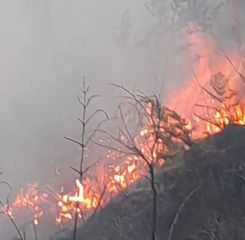 TNBTS Tutup Tiga Jalur Wisata Gunung Bromo akibat Kebakaran Hutan