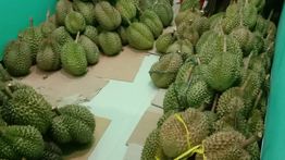 Seorang Turis Kena Denda Jutaan Rupiah Gegara Bawa Durian ke Hotel