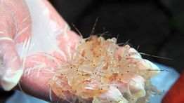 Satgas Mulai Buru Penyelundup Benih Lobster