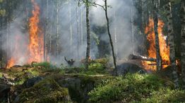 Turis Tersesat 2 Minggu di Hutan dan Masih Hidup, Kok Bisa?