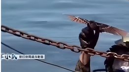 Pesawat Pengintai AS Terdeteksi Patroli Dekat Iran