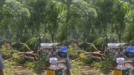 Pohon Besar Tumbang di Kebun Binatang Ragunan, Pengunjung Panik Berlarian