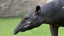 Viral! Tapir Ukuran Besar Masuk Rumah dan Naik Lantai 2 Bikin Geger Warga