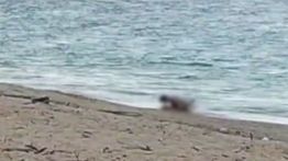 Viral! WNA Terekam Mesum di Pantai Kuta Mandalika