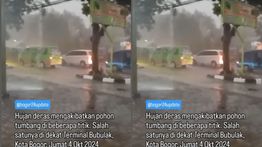 Hujan Deras, Ngeri Pohon Bertumbangan di Bogor