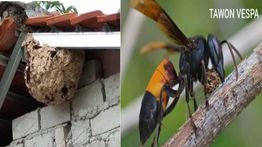 Nahas! Bocah 5 Tahun Tewas Tersengat Tawon Vespa di Bekasi