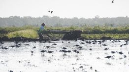 Tegas, Kementan Minta Petani Laporkan Pungli Bantuan Alat dan Mesin Pertanian