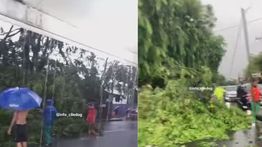 Pohon Tumbang Putus Akses Jalan di Tangerang Akibat Hujan Deras