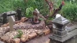 Viral! Ular Besar Mengelilingi Makam Bikin Merinding yang Lihat