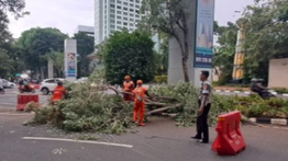 Pohon Tumbang di Jalan Gelora Senayan Bikin Macet