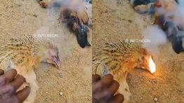 Viral Belasan Ayam Mati Mendadak, Mulutnya Berkali-Kali Semburkan Api