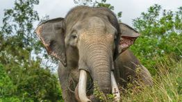 Lagi, Seorang Turis Tewas karena Amukan Gajah