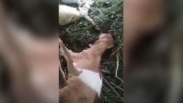 Puluhan Kambing Mati Mendadak di Ponorogo, Peternak Rugi Hingga Ratusan Juta