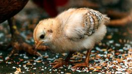 Ritual Sesat Berujung Maut, Pria Tewas Usai Telan Anak Ayam Hidup-hidup