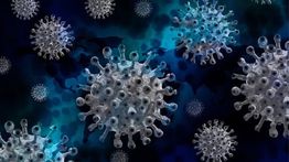 Apa Itu Virus Marburg yang Tewaskan 8 Orang di Tanzania dan Bisa Menular Lewat Kelelawar?