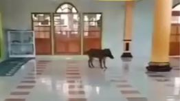 Viral! Babi Hutan Masuk Masjid di Cianjur