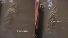 Viral, Buaya Masuk Rumah Warga saat Banjir di Bekasi