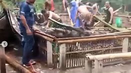 VIDEO: Lagi Main Sambung Ayam Tertimpa Pohon Aren, 3 Orang Tewas Mengenaskan