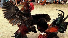 Sabung Ayam: Tradisi Kuno yang Dilarang di Indonesia, Ini Sejarah dan Alasannya