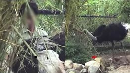 Viral Keeper Taman Safari Siksa Burung Unta, Susul Kasus Eksploitasi eks Pemain Sirkus OCI