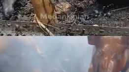 Heboh di Medsos, Ulat Terekam Keluar dari Bara Api Saat Proses Babi Guling
