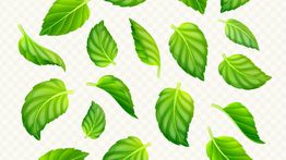 Manfaat Daun Herbal Bidara, Pengobatan Alami untuk Sembuhkan Luka