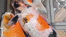  Ikan Koi Rp50 Juta Mati Akibat Listrik Padam di Bali