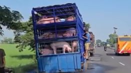 Viral! Rombongan Babi Dimandikan di Irigasi Pantura Indramayu