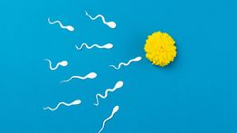 Cara Memperbanyak Sperma dan Meningkatkan Kualitasnya, Kuncinya Cuma 1!