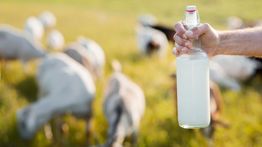 Manfaat Susu Kambing: Khasiat, Nutrisi, dan Kenapa Anda Harus Mencobanya