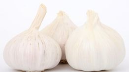 Manfaat Bawang Putih Tunggal, Rahasia Herbal yang Jarang Diketahui