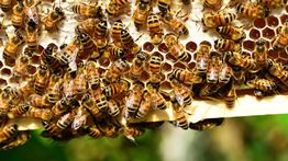 Manfaat Propolis, Rahasia Kesehatan Alami dari Sarang Lebah yang Jarang Diketahui