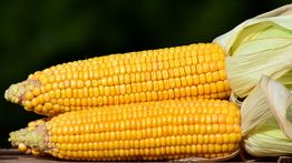 Manfaat Jagung bagi Kesehatan, Sumber Energi Alami yang Kaya Nutrisi