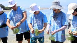 Potret Tanam Setengah Ton Rumput Laut di Pulau Tidung