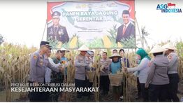 Panen Raya Jagung di Tegal Angus, Kolaborasi untuk Kemandirian Pangan dan Kesejahteraan Petani